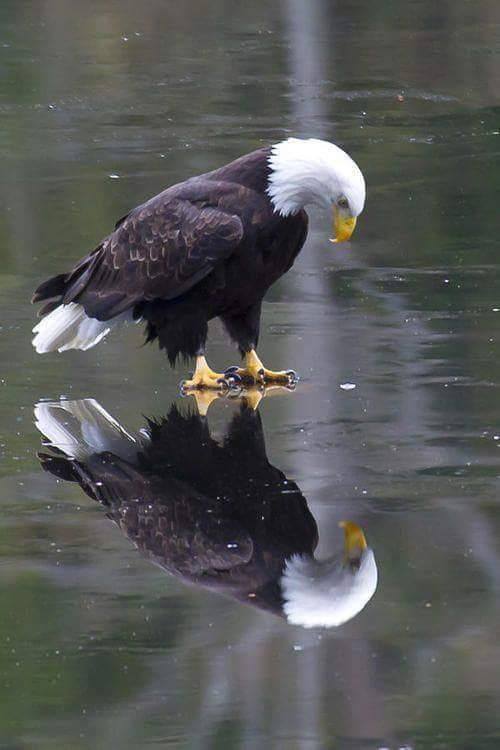 12565580_502034493255129_6124683960885756575_n